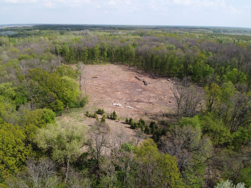 Easement Land Clearing