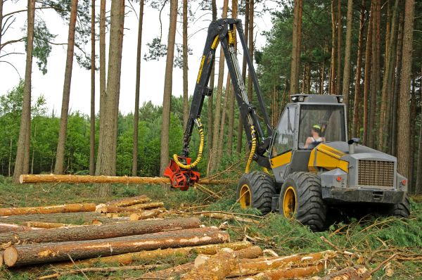 Tree Clearing Service