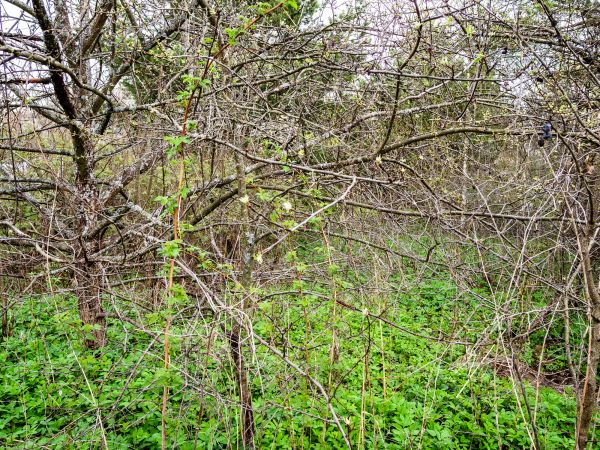 Underbrush Clearing in Canton