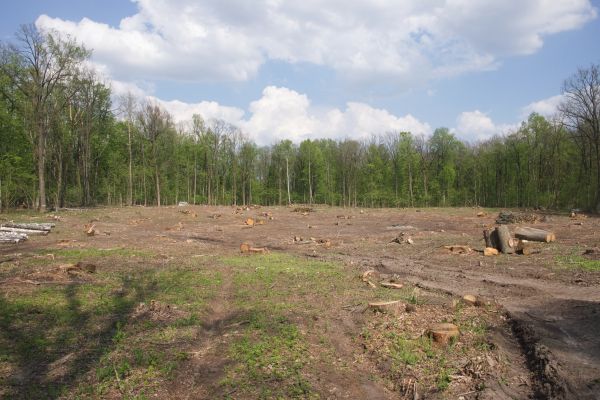 Pasture Clearing in Canton