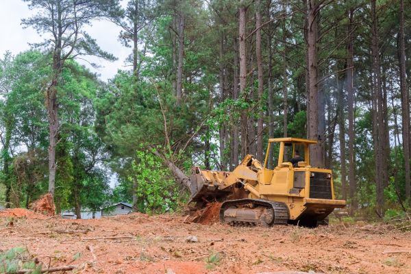 Forest Thinning in Canton