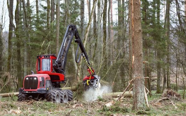 Forest Clearance Service in Canton