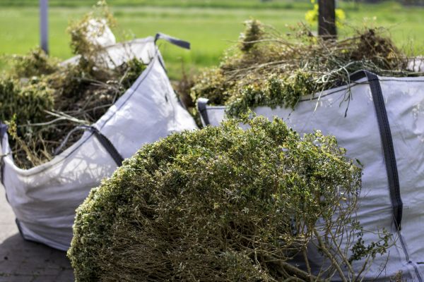 Bushes Clearing in Canton