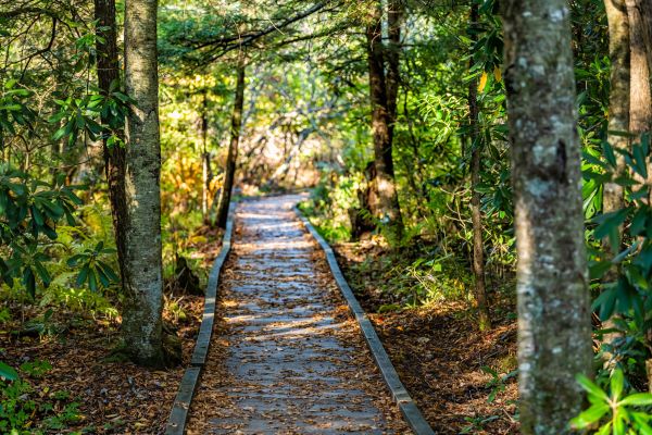 Trail Clearing in Canton